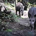 TAPIR AMAZONICO