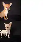 perritas