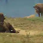 bisontes europeos copia