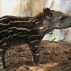 Zoo de Barcelona 03-08-2010 030
