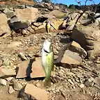 pesca ecolgica