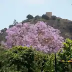 11, la jacaranda y la torre, marca