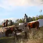 vaqueros en la fuente del rosal , marca