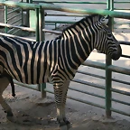 Zoo de Barcelona de 01-09-10 a 03-09-10 320
