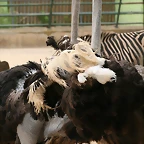 Zoo de Barcelona de 01-09-10 a 03-09-10 471