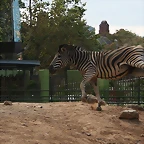 Zoo de Barcelona de 01-09-10 a 03-09-10 058