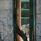 Zoo de Barcelona de 01-09-10 a 03-09-10 393