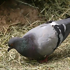Zoo de Barcelona de 01-09-10 a 03-09-10 424