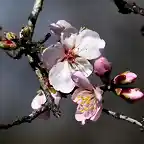 20, flor del almendro, marca