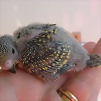 3 pollo 10-9-10