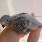 4 pollo 10-9-10
