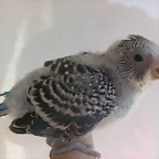 1 pollo 10-9-10