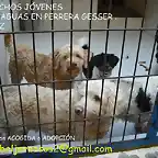 2 machos jvenes en perrera Gesser JEREZ