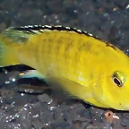 Labidochromis caeruleus