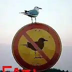 fail-pidgeon