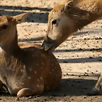 Zoo de Barcelona 23-03-11 459