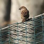 Zoo de Barcelona 23-03-11 701