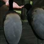 Zoo Lunaret + Sigean 18 i 19-09-10 858
