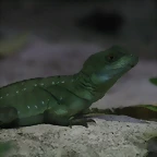 Zoo Lunaret + Sigean 18 i 19-09-10 834