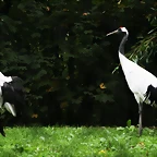 Zoos Wuppertal, Dortmund y Gelsenkirchen 01-10-09 216