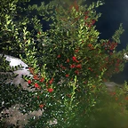 DSCN7252