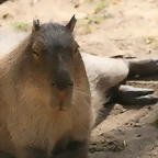 Zoo de Barcelona 03-04-11 514