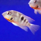 Thorichthys meeki