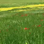 02, amapolas en campos de cebeda, marca