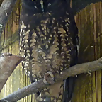 Asio stygius 1 (1-10-23 Zoo de Quito)