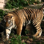 Zoo de Barcelona 04-12-2010 840