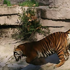 Zoo de Barcelona 04-12-2010 877