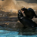 Zoo de Barcelona 04-12-2010 628