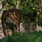 Zoo de Barcelona 04-12-2010 885