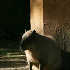 Zoo de Barcelona 04-12-2010 796