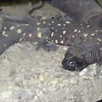 Heloderma horridum exasperatum
