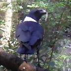 Corvus albicollis 2 (21-8-11 Berlin Zoo-Aquarium)