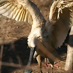 Zoo de Barcelona 01-03-11 162