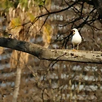 Zoo de Barcelona 01-03-11 535