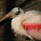 Zoo de Barcelona 01-03-11 176