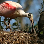 Zoo de Barcelona 01-03-11 212