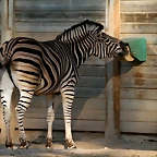 Zoo de Barcelona 06-02-11 149