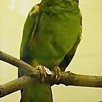 Amazona barbadensis