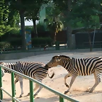 Zoo de Barcelona 05-07-2010 124