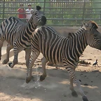 Zoo de Barcelona 05-07-2010 147