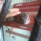 ardi Cosita