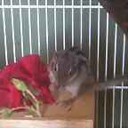 ardi Cosita con flor