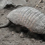 ARMADILLO PELUDO