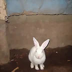 CONEJO