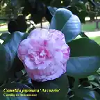 Camellia japonica \'Arcozelo\'