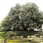 Camellia japonica 'Arcozelo'